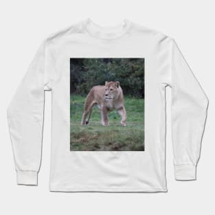 beautiful Lion walking, lion lover, photo. Long Sleeve T-Shirt